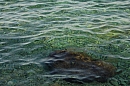 2007-08-25_marusici_foto-12.jpg