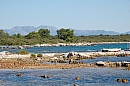 hr_10_08_2008_drace_05.jpg