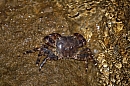 hr_priroda_zvierata_05.jpg