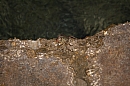 hr_priroda_zvierata_07.jpg